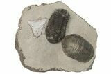 Pair Of Austerops Trilobite Fossils - Jorf, Morocco #204307-5